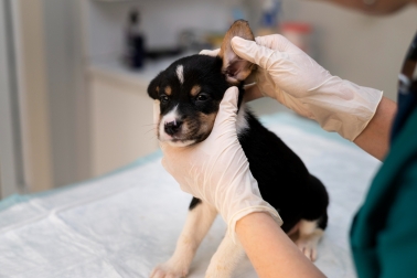 Dermatologia Veterinária