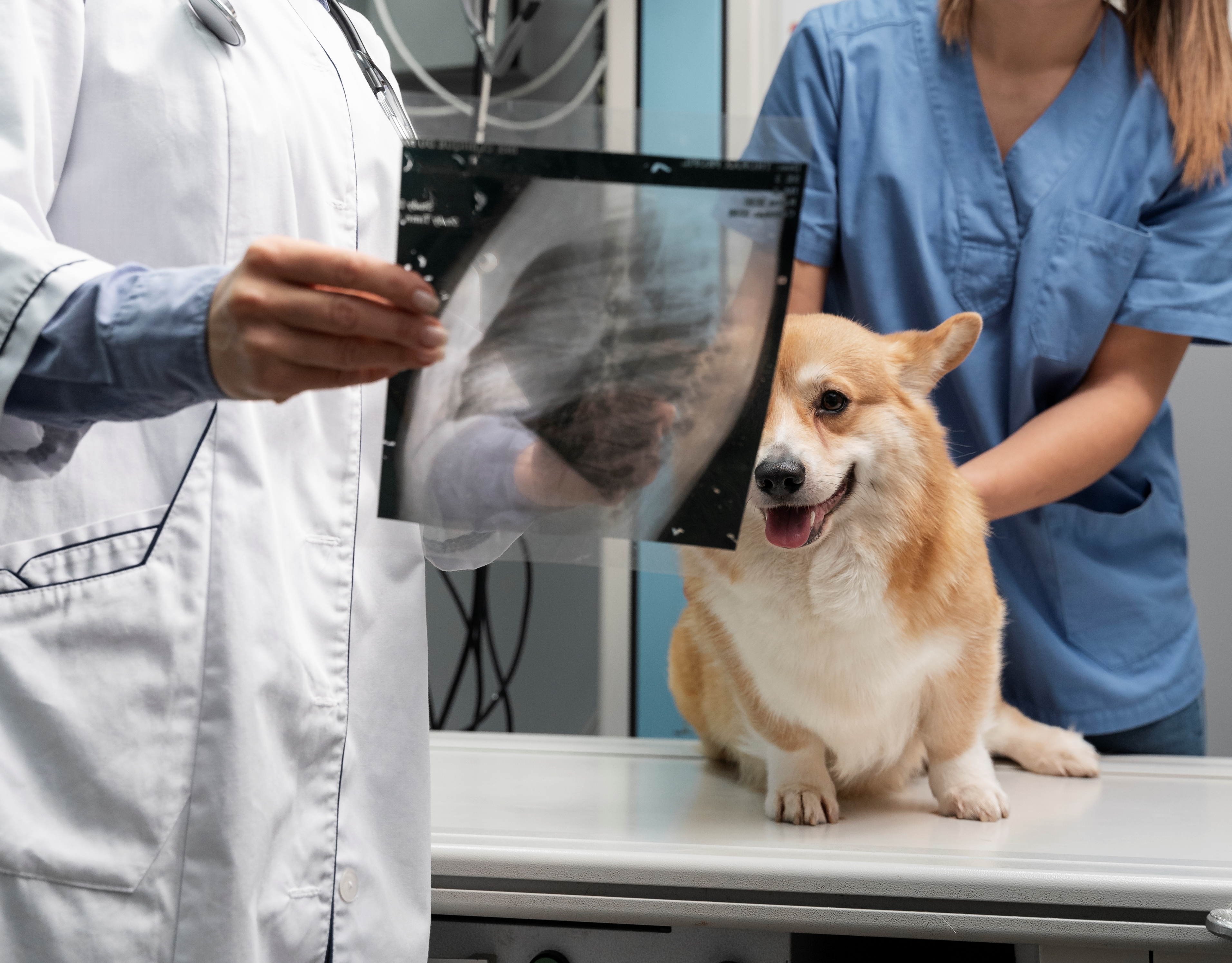 Emergência em Trauma e Toxicologia de Cães e Gatos