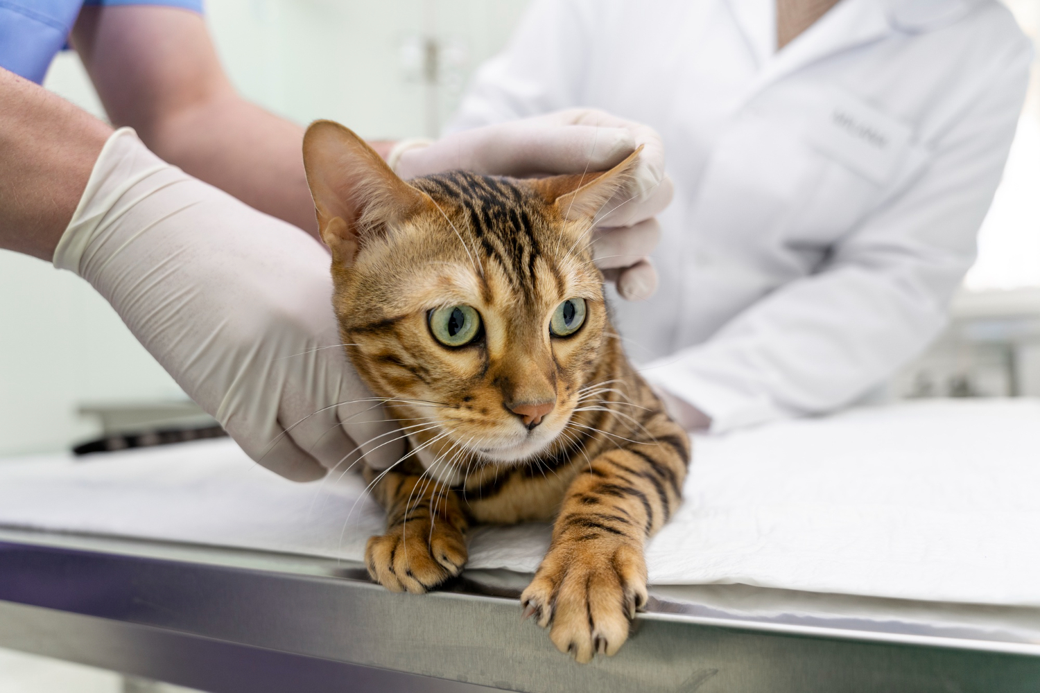 Doenças Respiratórias em Felinos