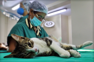 Emergências em Felinos