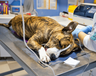 Anestesiologia Veterinária
