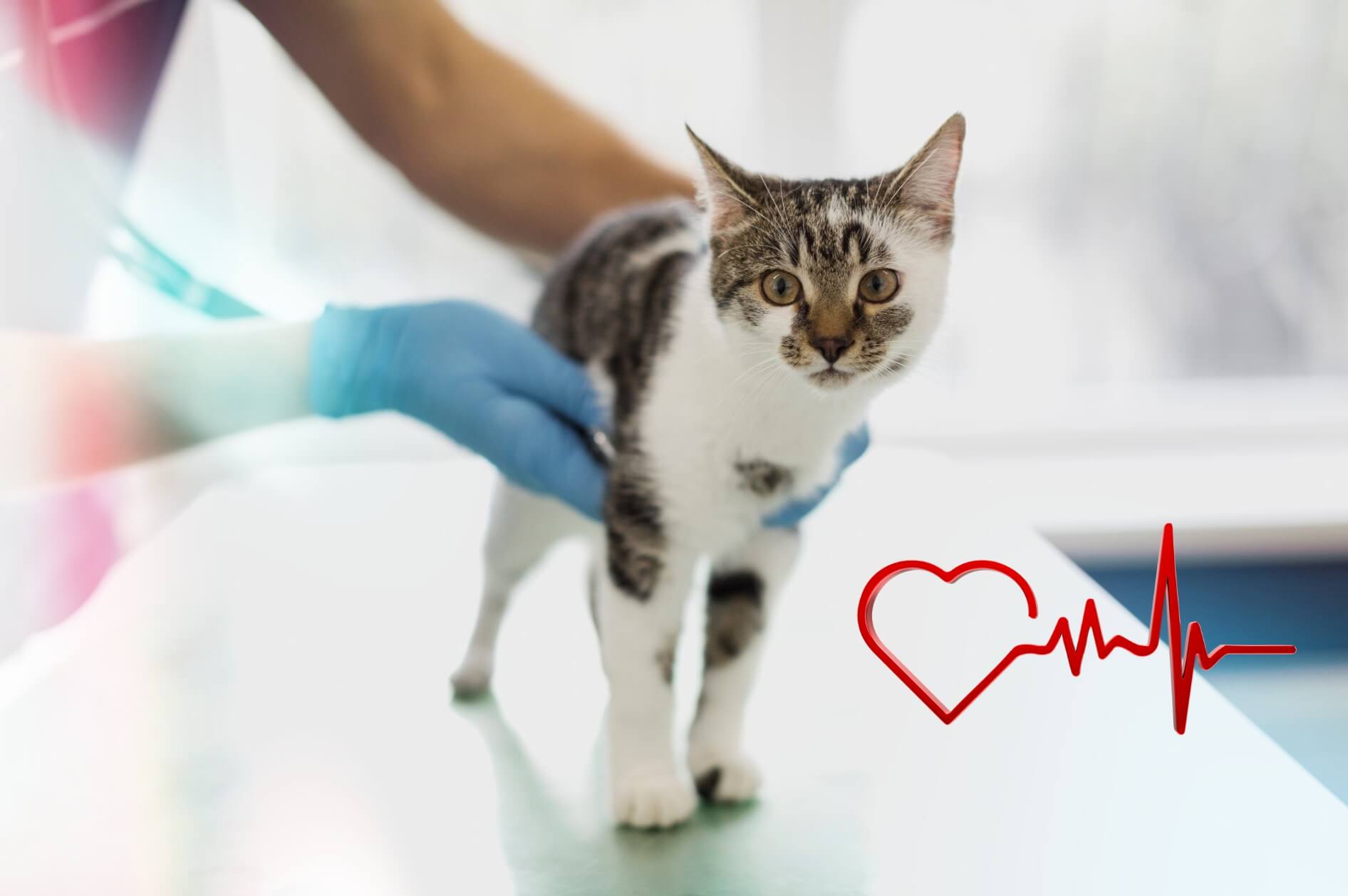 Cardiologia Veterinária