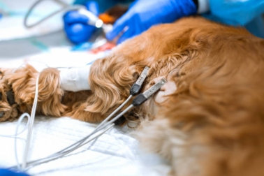 Eletrocardiografia na Clínica Veterinária